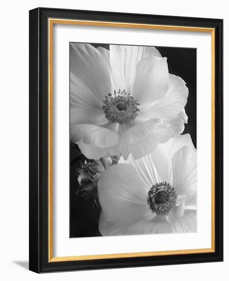 Anemone II-Sondra Wampler-Framed Art Print