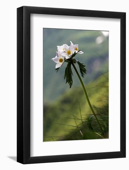 Anemone in Flower, Mount Cheget, Caucasus, Russia, June 2008-Schandy-Framed Photographic Print