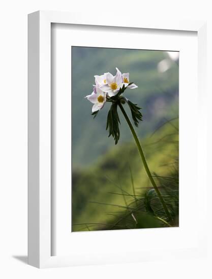 Anemone in Flower, Mount Cheget, Caucasus, Russia, June 2008-Schandy-Framed Photographic Print