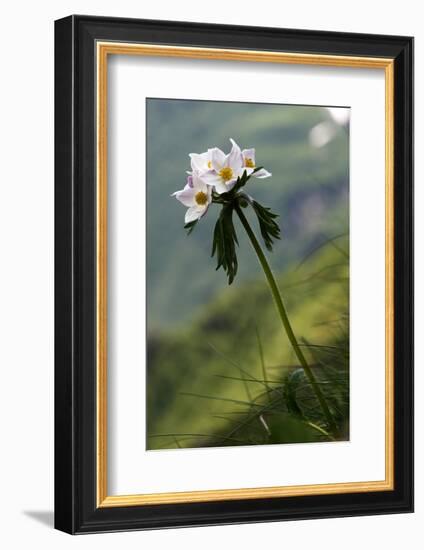 Anemone in Flower, Mount Cheget, Caucasus, Russia, June 2008-Schandy-Framed Photographic Print