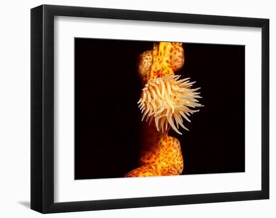Anemone, Ito Sea-Charles Glover-Framed Giclee Print