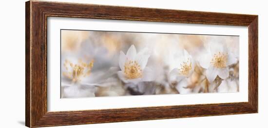 Anemone morning-Heidi Westum-Framed Photographic Print