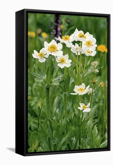 Anemone Narcissiflora-Bob Gibbons-Framed Premier Image Canvas