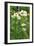 Anemone Narcissiflora-Bob Gibbons-Framed Photographic Print