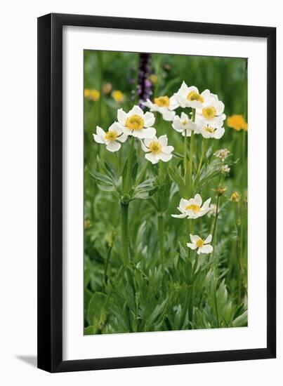 Anemone Narcissiflora-Bob Gibbons-Framed Photographic Print