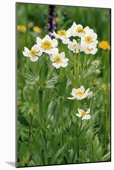 Anemone Narcissiflora-Bob Gibbons-Mounted Photographic Print