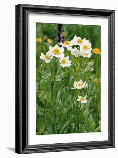 Anemone Narcissiflora-Bob Gibbons-Framed Photographic Print