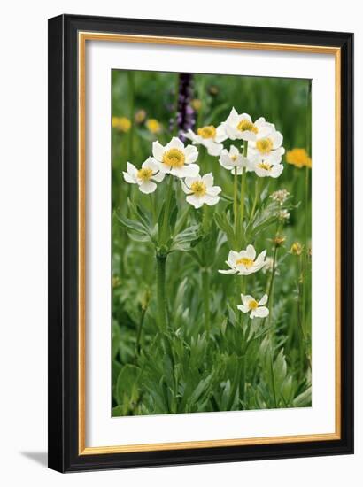 Anemone Narcissiflora-Bob Gibbons-Framed Photographic Print