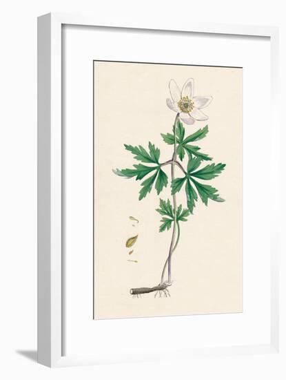 'Anemone nemorosa. Wood anemone', 19th Century-Unknown-Framed Giclee Print