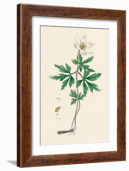 'Anemone nemorosa. Wood anemone', 19th Century-Unknown-Framed Giclee Print