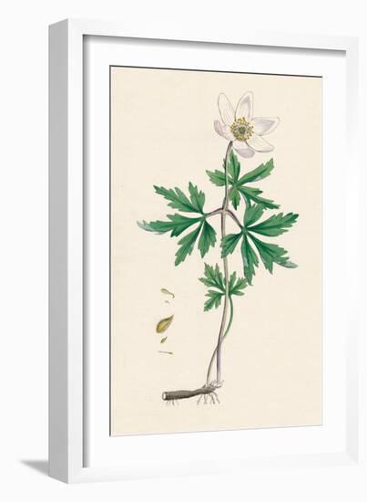 'Anemone nemorosa. Wood anemone', 19th Century-Unknown-Framed Giclee Print