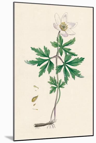 'Anemone nemorosa. Wood anemone', 19th Century-Unknown-Mounted Giclee Print