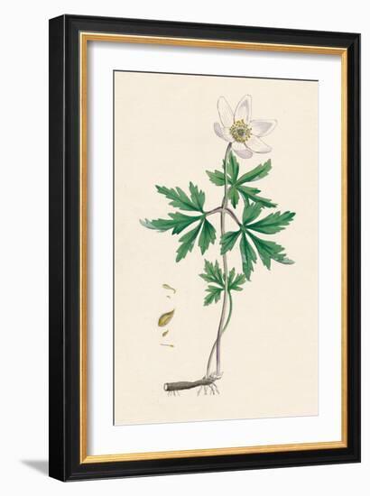 'Anemone nemorosa. Wood anemone', 19th Century-Unknown-Framed Giclee Print