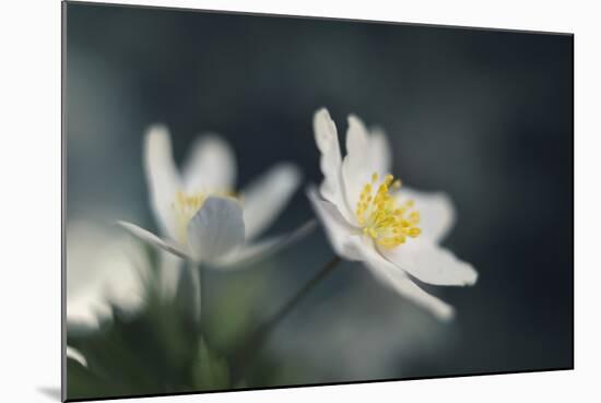 Anemone Nemorosa-Heidi Westum-Mounted Photographic Print