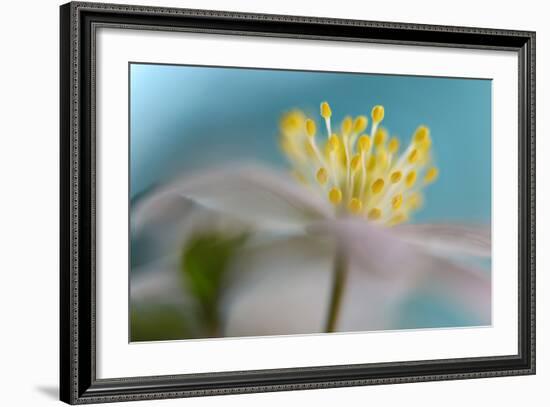 Anemone Nemorosa-Heidi Westum-Framed Photographic Print