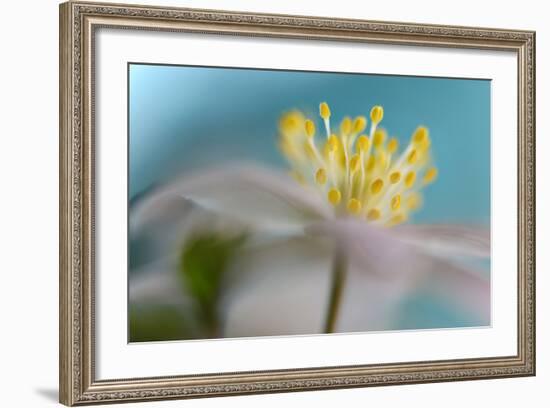 Anemone Nemorosa-Heidi Westum-Framed Photographic Print