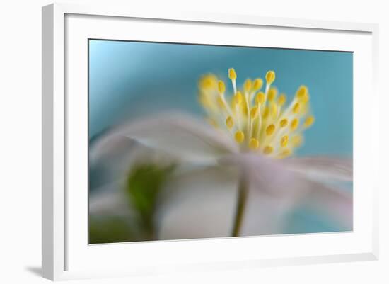 Anemone Nemorosa-Heidi Westum-Framed Photographic Print