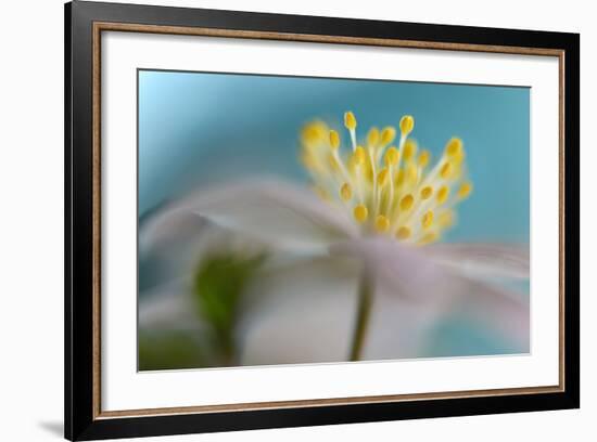 Anemone Nemorosa-Heidi Westum-Framed Photographic Print