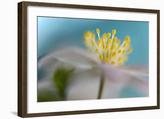 Anemone Nemorosa-Heidi Westum-Framed Photographic Print