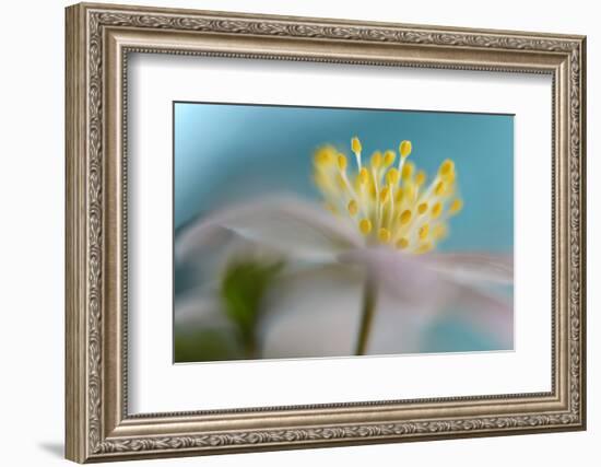 Anemone Nemorosa-Heidi Westum-Framed Photographic Print