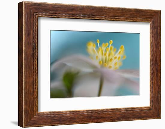 Anemone Nemorosa-Heidi Westum-Framed Photographic Print