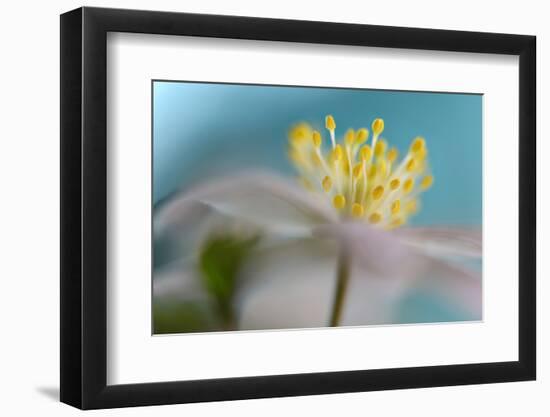 Anemone Nemorosa-Heidi Westum-Framed Photographic Print