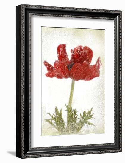 Anemone Red-null-Framed Art Print