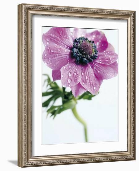 Anemone Rose-Amelie Vuillon-Framed Art Print