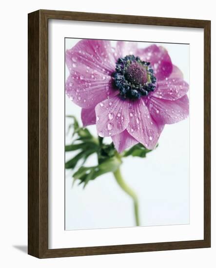 Anemone Rose-Amelie Vuillon-Framed Art Print