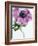 Anemone Rose-Amelie Vuillon-Framed Art Print