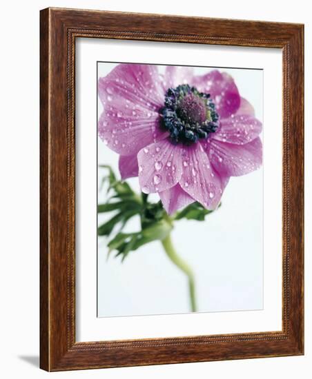 Anemone Rose-Amelie Vuillon-Framed Art Print