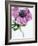 Anemone Rose-Amelie Vuillon-Framed Art Print