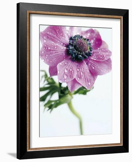 Anemone Rose-Amelie Vuillon-Framed Art Print