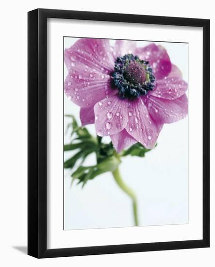 Anemone Rose-Amelie Vuillon-Framed Art Print