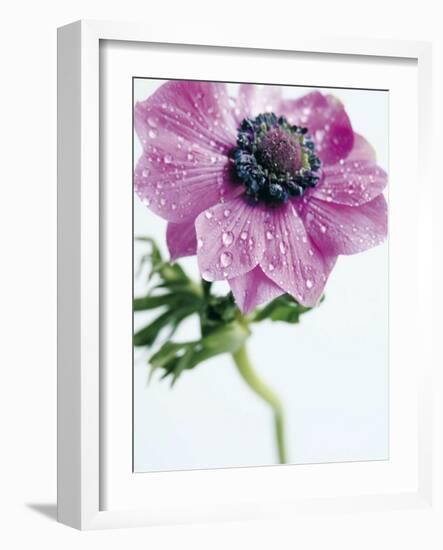 Anemone Rose-Amelie Vuillon-Framed Art Print