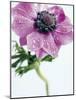 Anemone Rose-Amelie Vuillon-Mounted Art Print