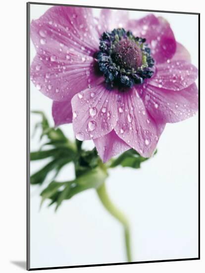 Anemone Rose-Amelie Vuillon-Mounted Art Print