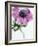 Anemone Rose-Amelie Vuillon-Framed Art Print