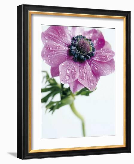 Anemone Rose-Amelie Vuillon-Framed Art Print