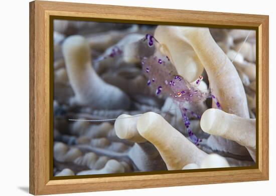 Anemone Shrimp (Periclimenes Holthuisi) in the Tentacles of its Host Anemome, Queensland, Australia-Louise Murray-Framed Premier Image Canvas