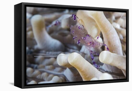 Anemone Shrimp (Periclimenes Holthuisi) in the Tentacles of its Host Anemome, Queensland, Australia-Louise Murray-Framed Premier Image Canvas