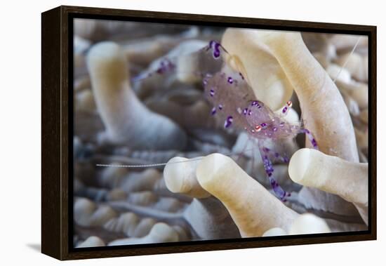 Anemone Shrimp (Periclimenes Holthuisi) in the Tentacles of its Host Anemome, Queensland, Australia-Louise Murray-Framed Premier Image Canvas