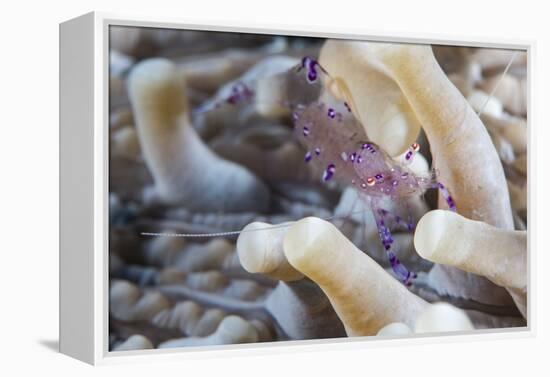 Anemone Shrimp (Periclimenes Holthuisi) in the Tentacles of its Host Anemome, Queensland, Australia-Louise Murray-Framed Premier Image Canvas