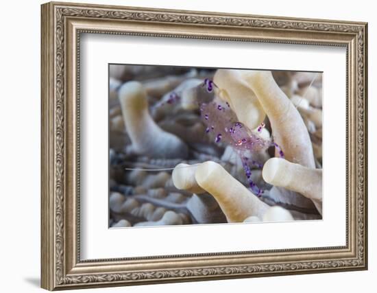 Anemone Shrimp (Periclimenes Holthuisi) in the Tentacles of its Host Anemome, Queensland, Australia-Louise Murray-Framed Photographic Print