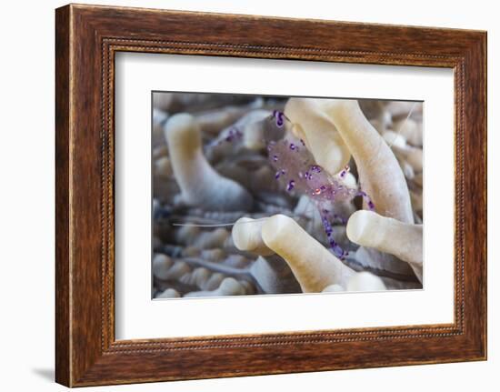 Anemone Shrimp (Periclimenes Holthuisi) in the Tentacles of its Host Anemome, Queensland, Australia-Louise Murray-Framed Photographic Print