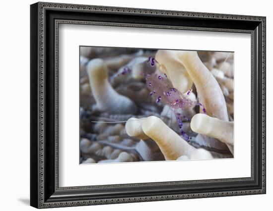 Anemone Shrimp (Periclimenes Holthuisi) in the Tentacles of its Host Anemome, Queensland, Australia-Louise Murray-Framed Photographic Print