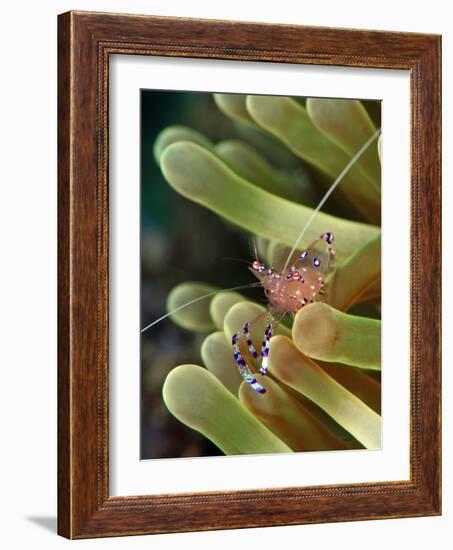 Anemone Shrimp (Periclimenes Holtuisi), Philippines, Southeast Asia, Asia-Lisa Collins-Framed Photographic Print