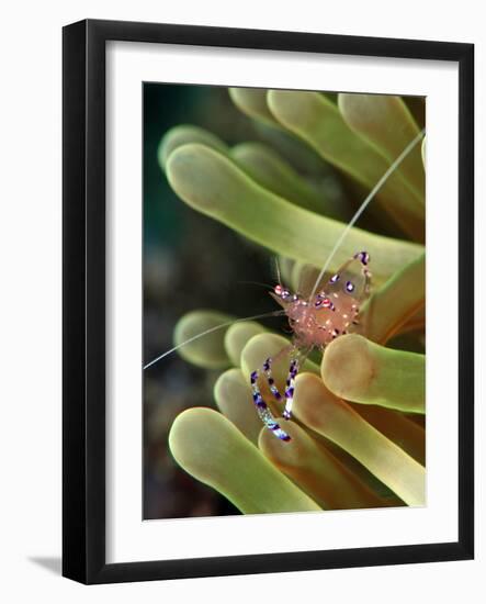 Anemone Shrimp (Periclimenes Holtuisi), Philippines, Southeast Asia, Asia-Lisa Collins-Framed Photographic Print