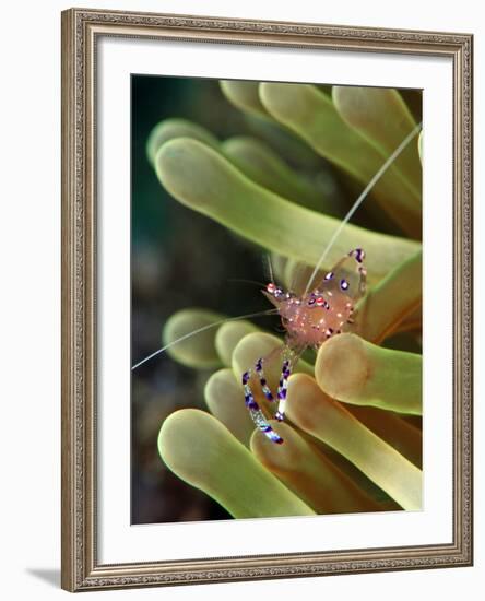 Anemone Shrimp (Periclimenes Holtuisi), Philippines, Southeast Asia, Asia-Lisa Collins-Framed Photographic Print