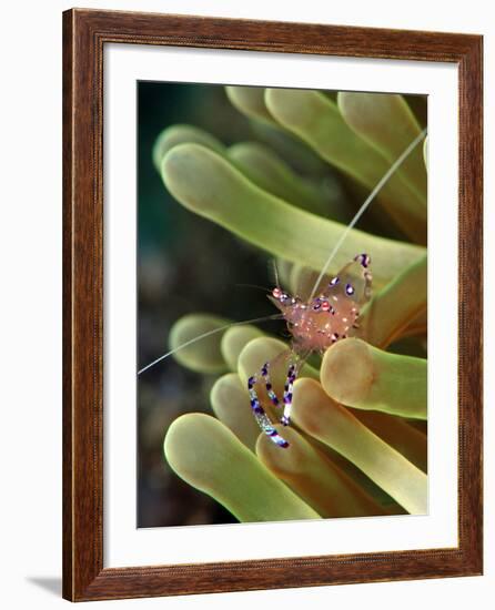 Anemone Shrimp (Periclimenes Holtuisi), Philippines, Southeast Asia, Asia-Lisa Collins-Framed Photographic Print